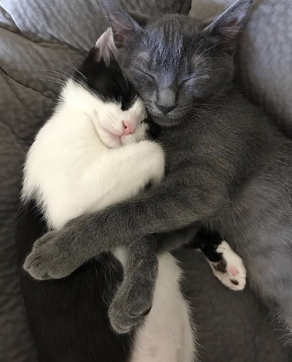 Котики любовь