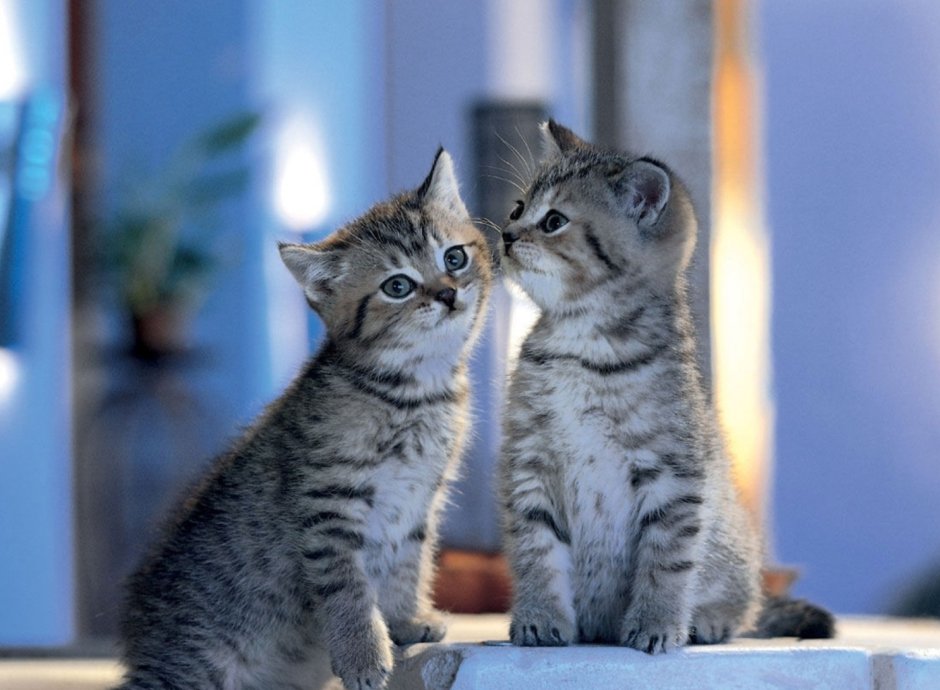 Два котенка