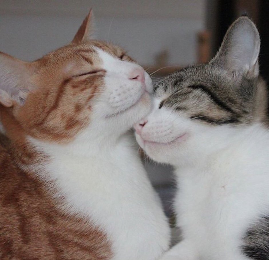 Котики обнимаются