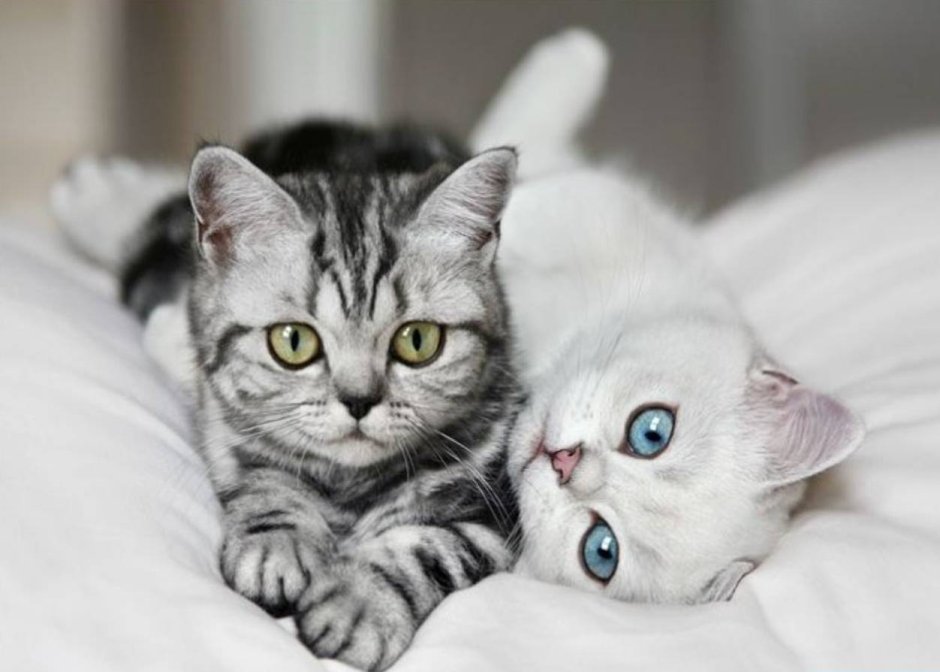 Парная ава котики