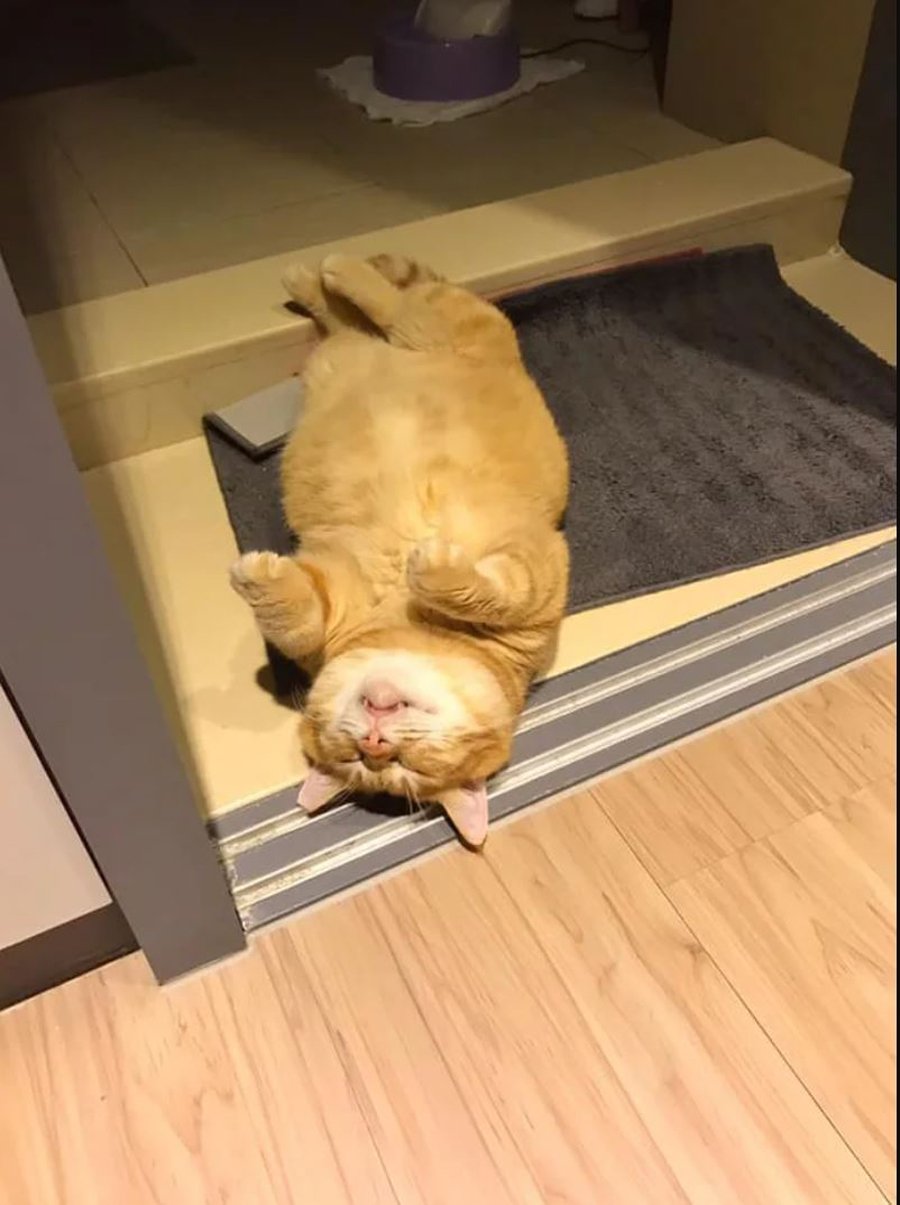 Спящий толстый кот
