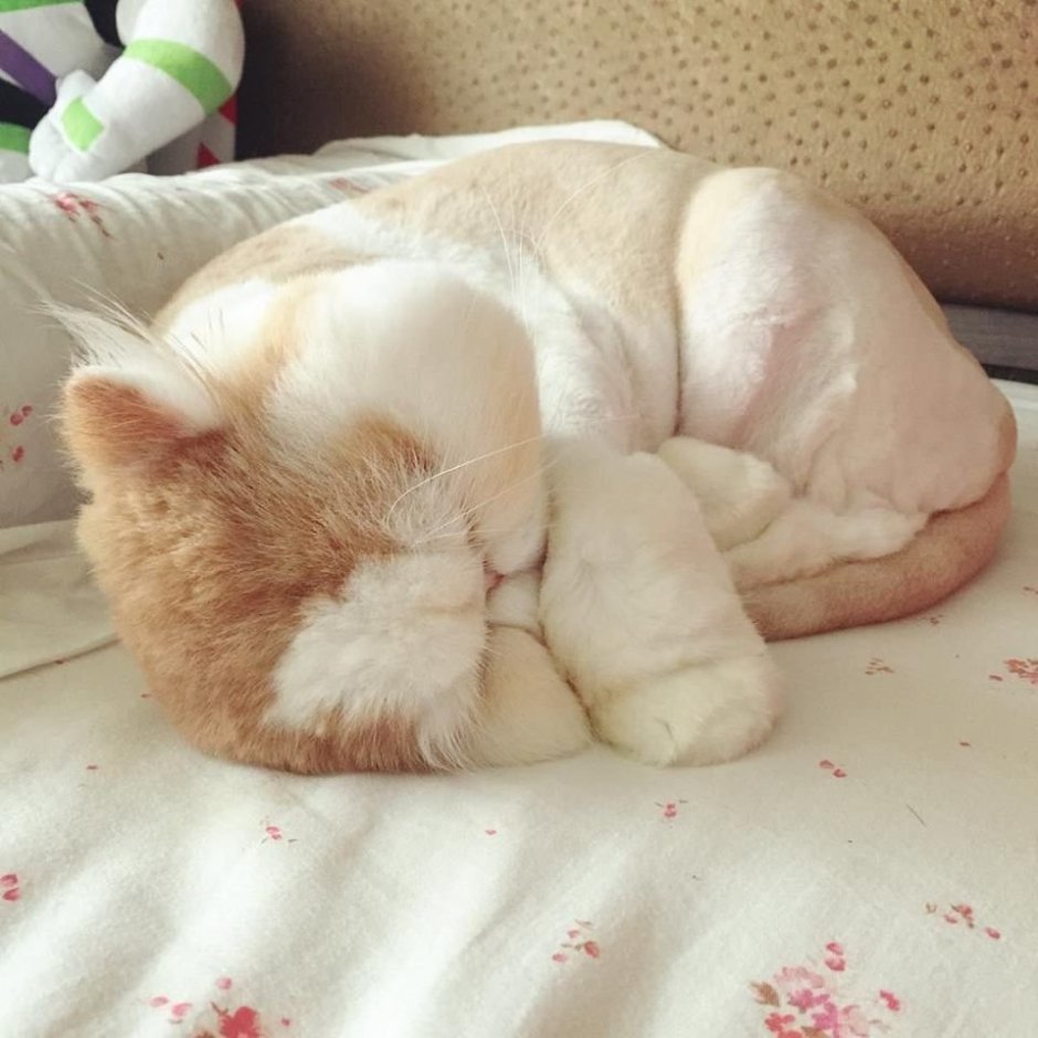 Толстый кот спит