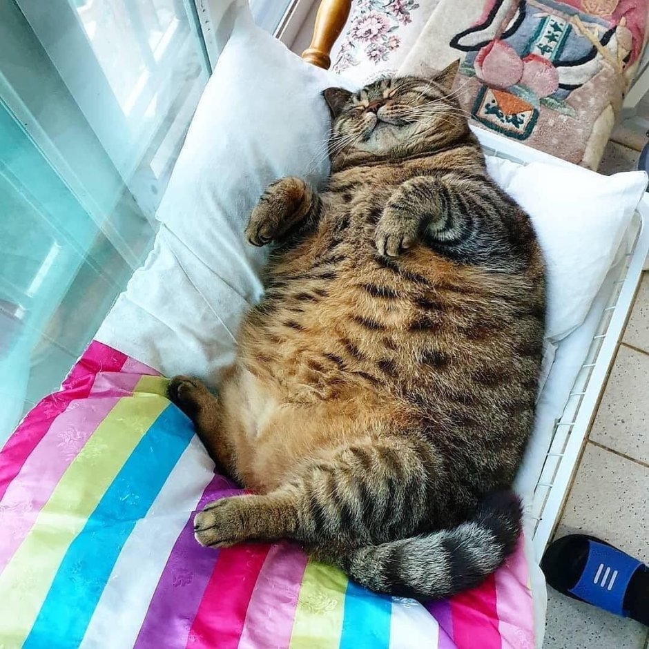 Толстые довольные котики
