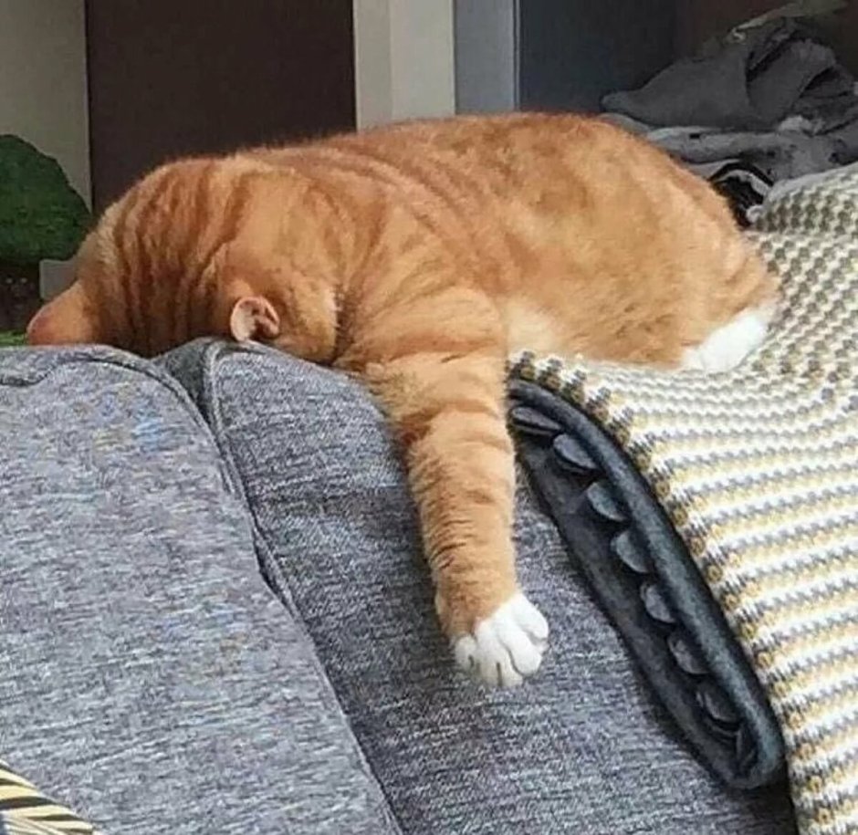 Смешно спящий кот