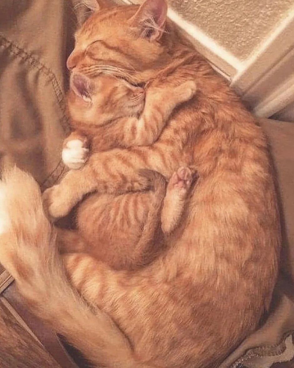 Спящий кот