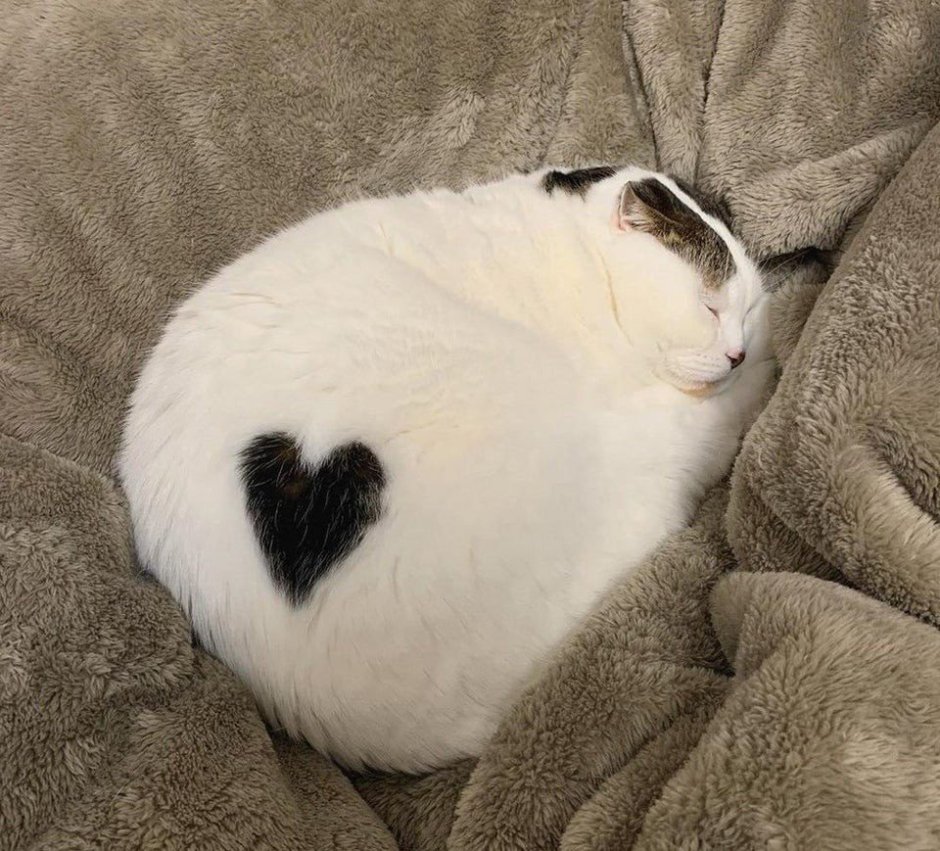 Котики с сердечками