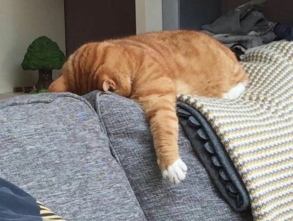 Кот устал