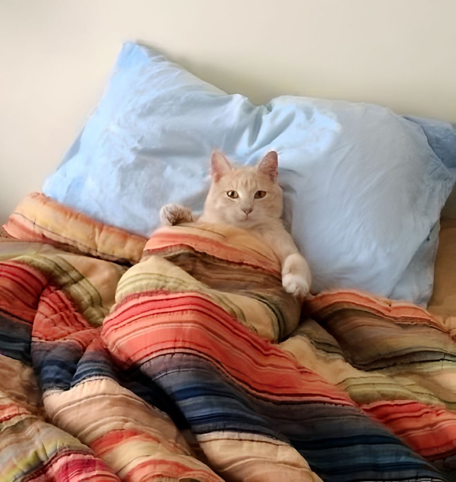 Кот в кровати