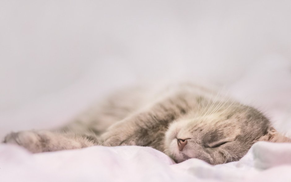 Котик спит уютно