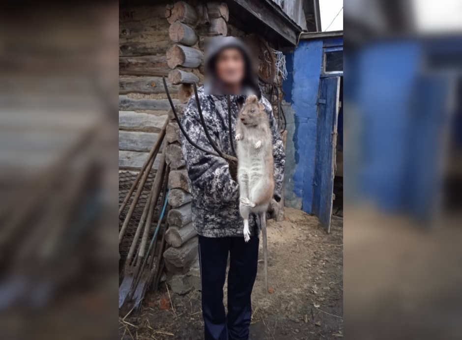 Крыса священник