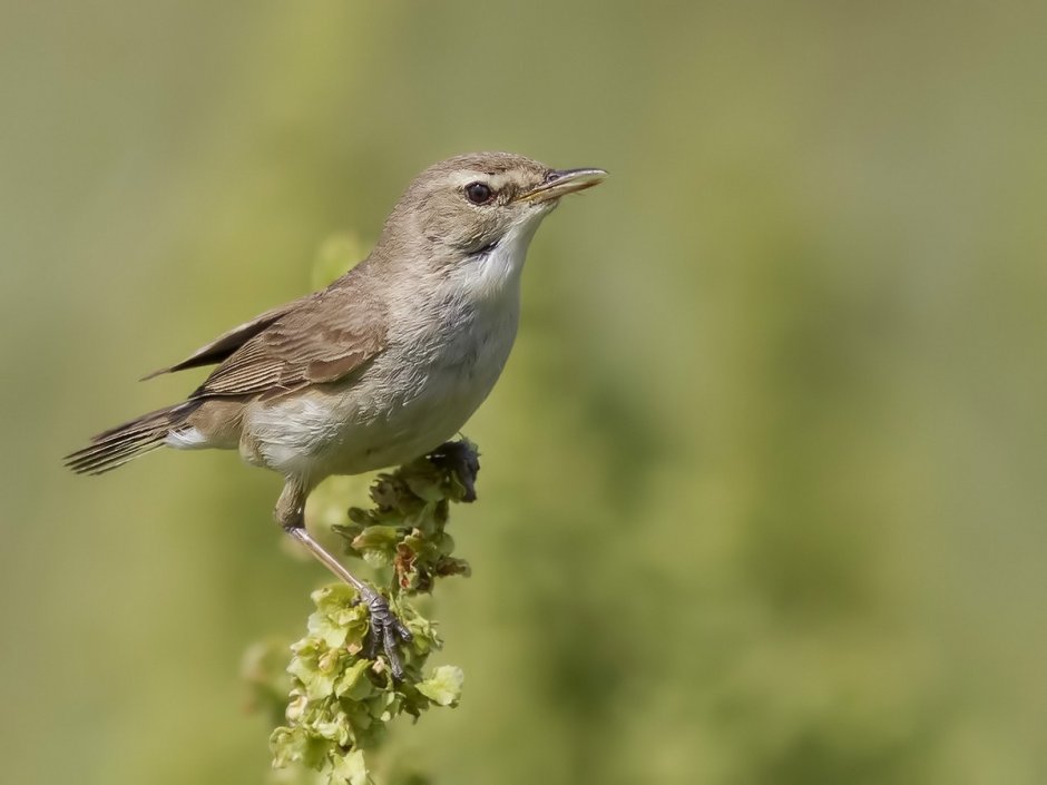 Iduna caligata