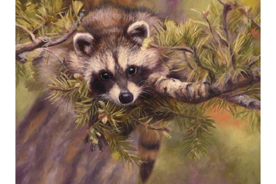 Paintboy алмазная мозаика енот