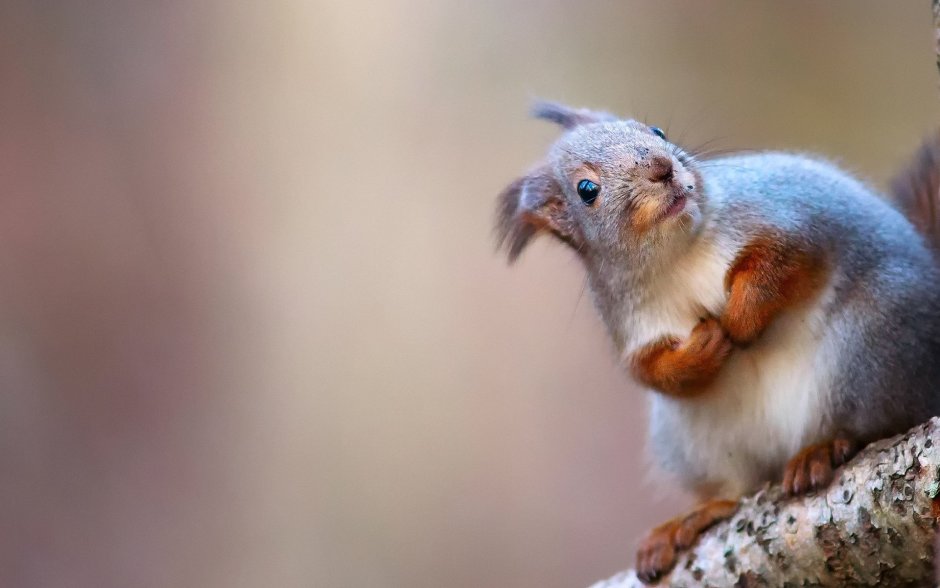 Callosciurus inornatus