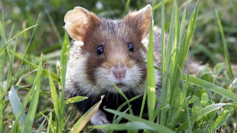 Хомяк обыкновенный (лат. Cricetus Cricetus)