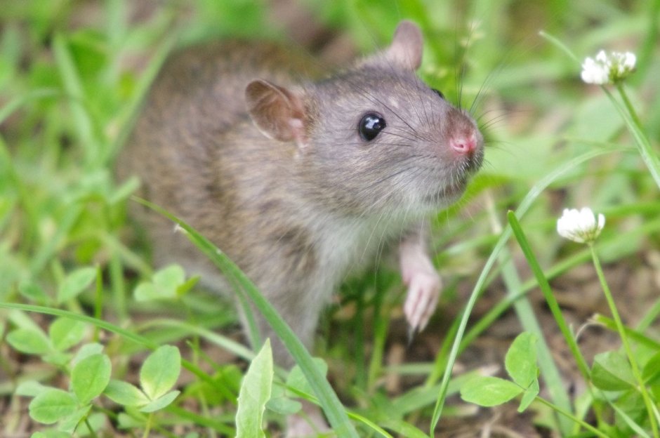 Хомячок Эверсманна (Allocricetulus eversmanni)