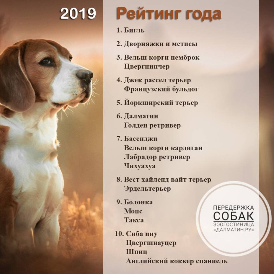 Уэсли - корги и Бигль