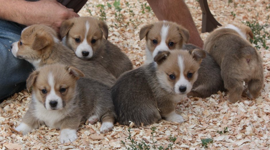 Corgi Puppies for sale in Alabama
