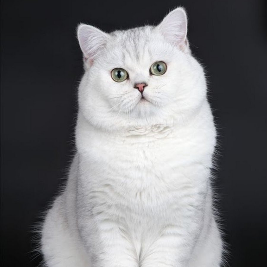 Британская короткошёрстная кошка