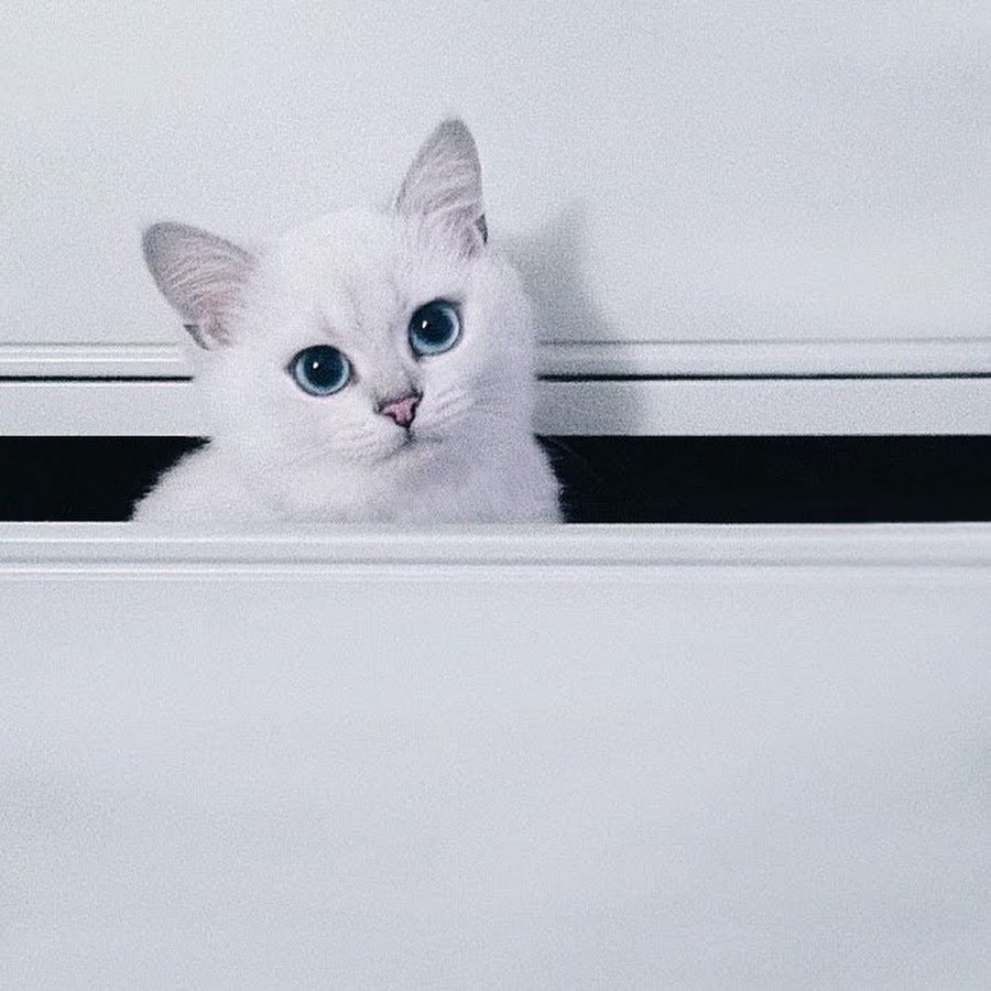 Белый котенок Эстетика