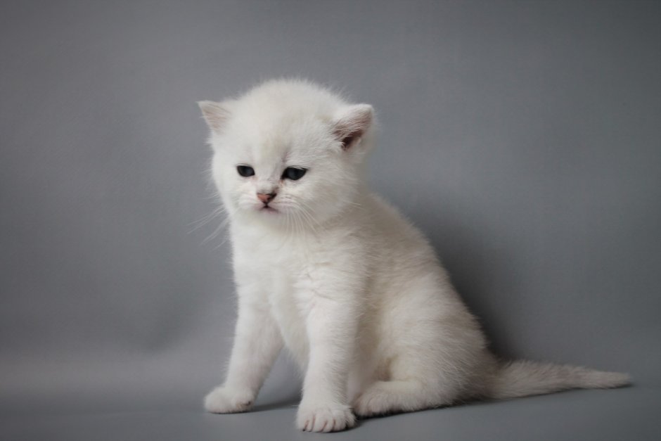 Британские котята ns11