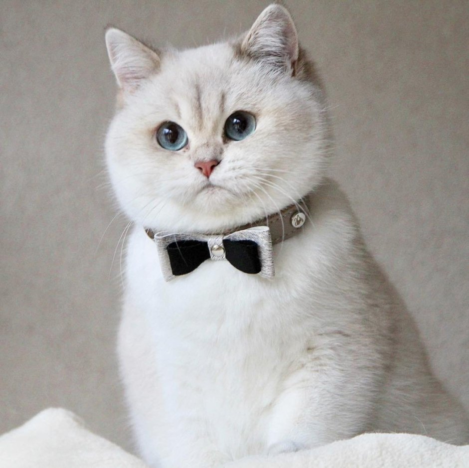 Британская короткошёрстная шиншилла