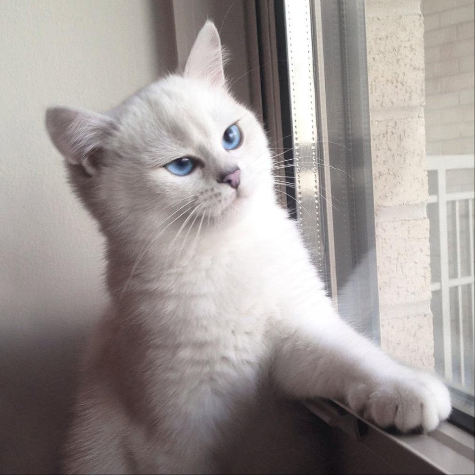 Британец котенок голубоглазый