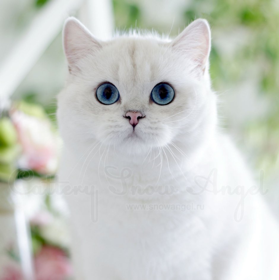 Британская шиншилла белая