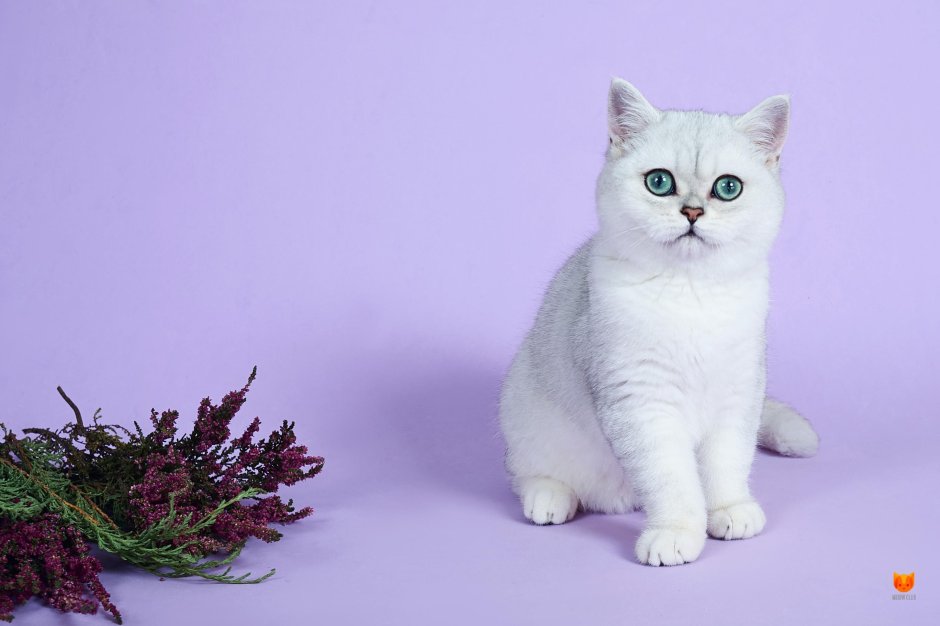 Британская шиншилла серебристая затушеванная