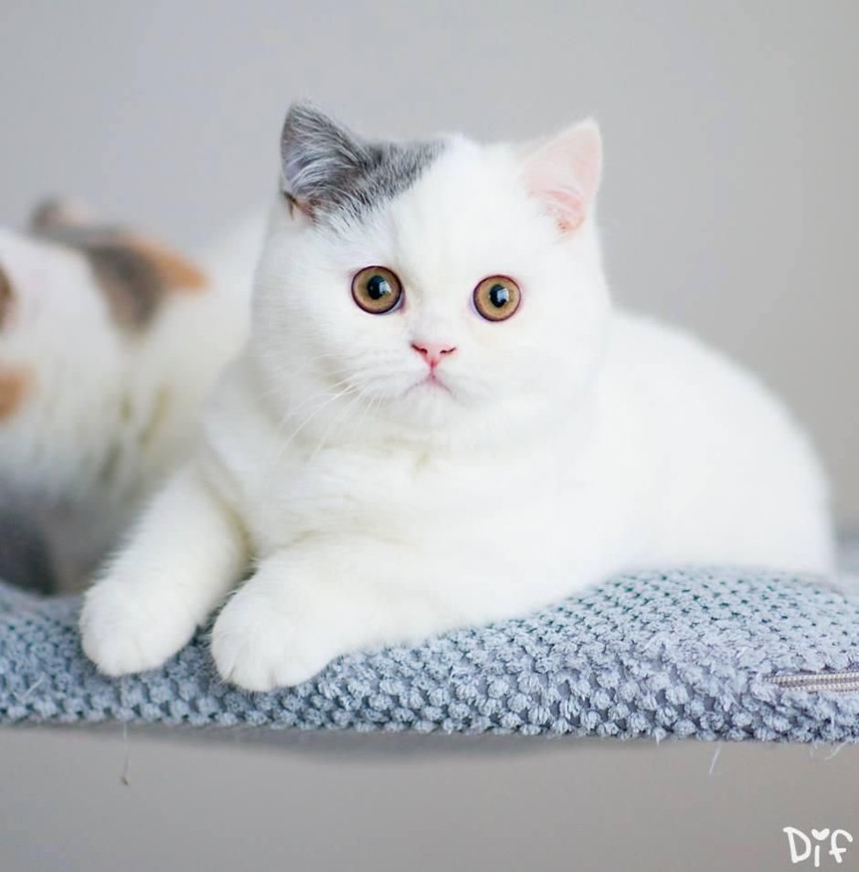 Британская короткошёрстная кошка белая