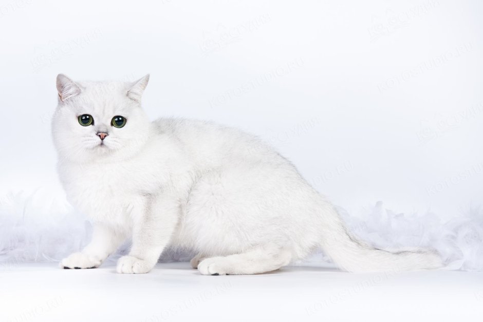 Британская короткошёрстная кошка шиншилла