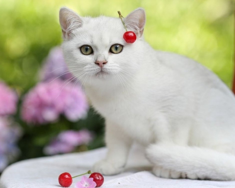 Кошка белая
