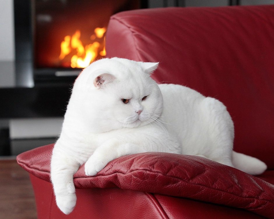 Британский короткошерстный кот толстый