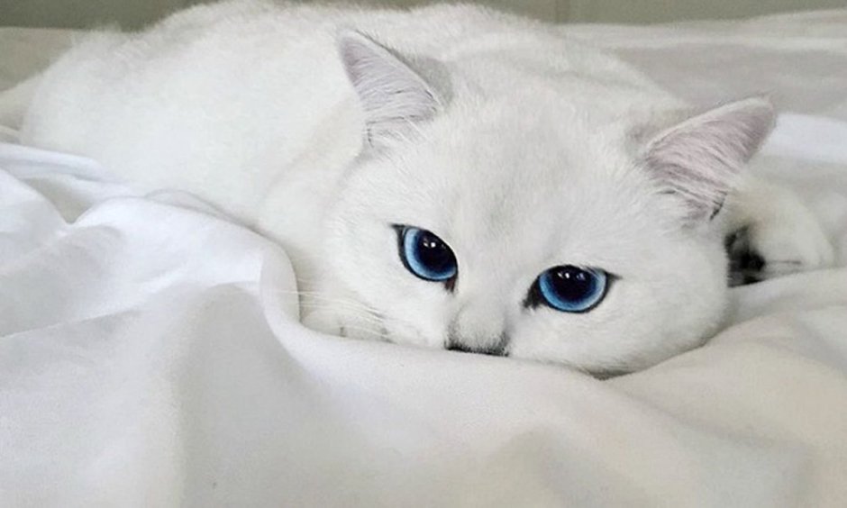 Шиншилла Пойнт Коби