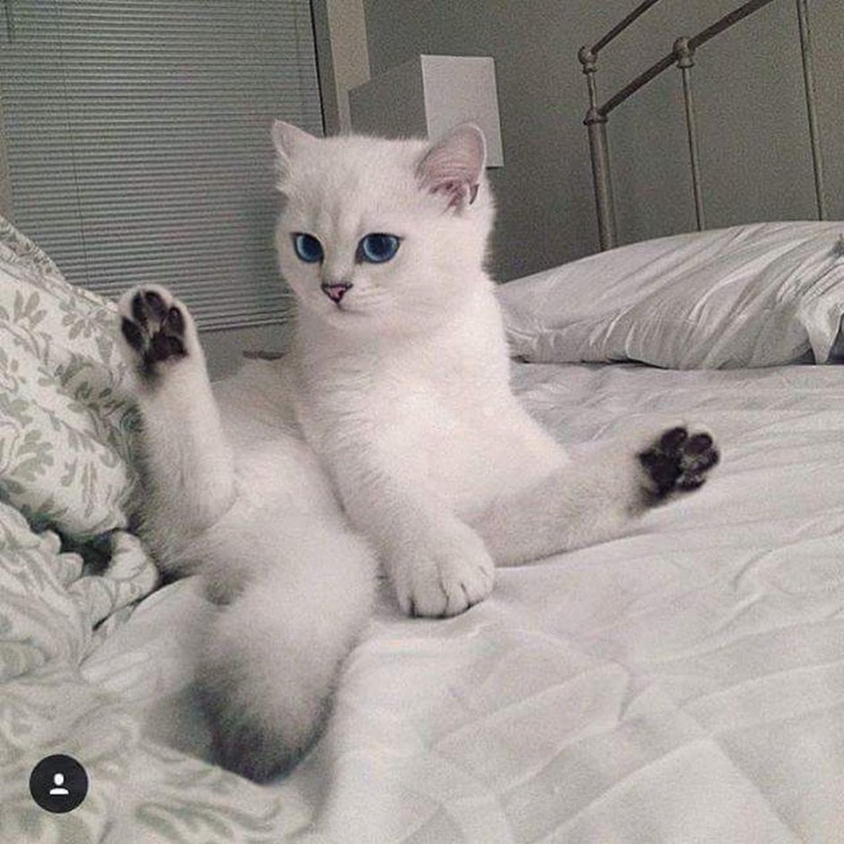 Британские котята Коби