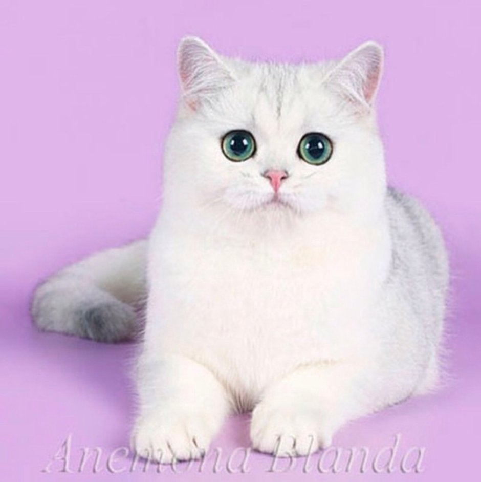 Э Британская серебряная шиншилла