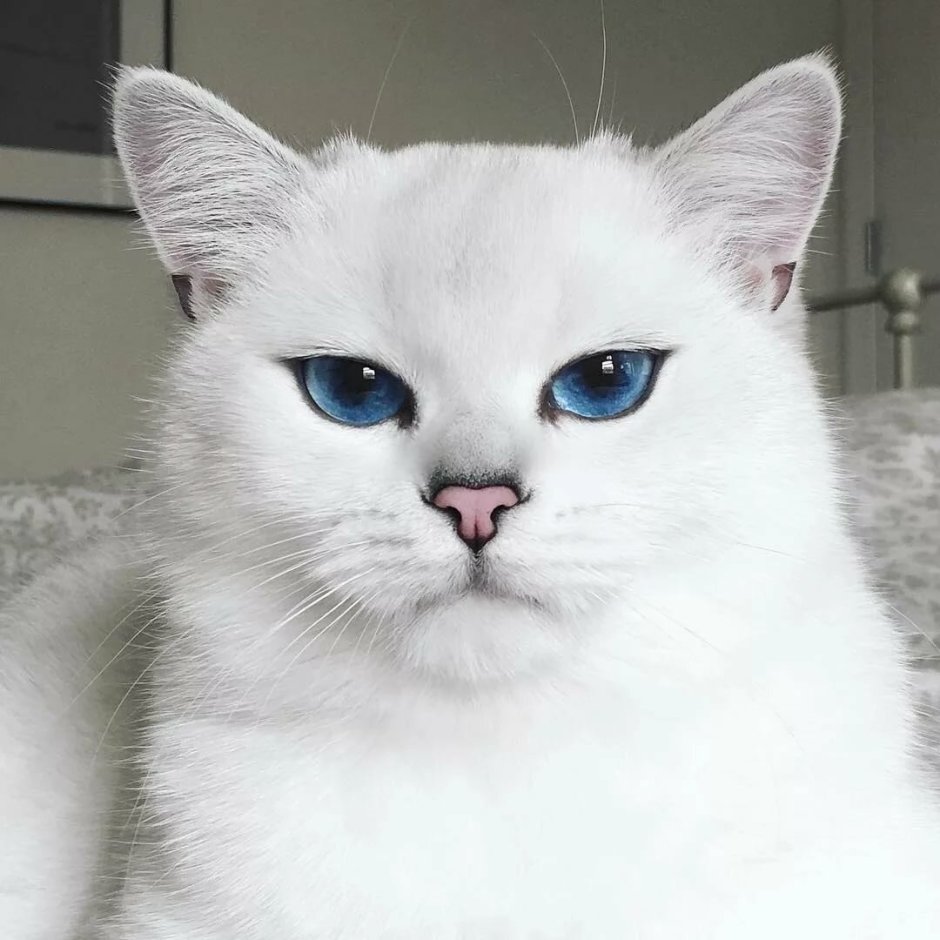 Британская Коби