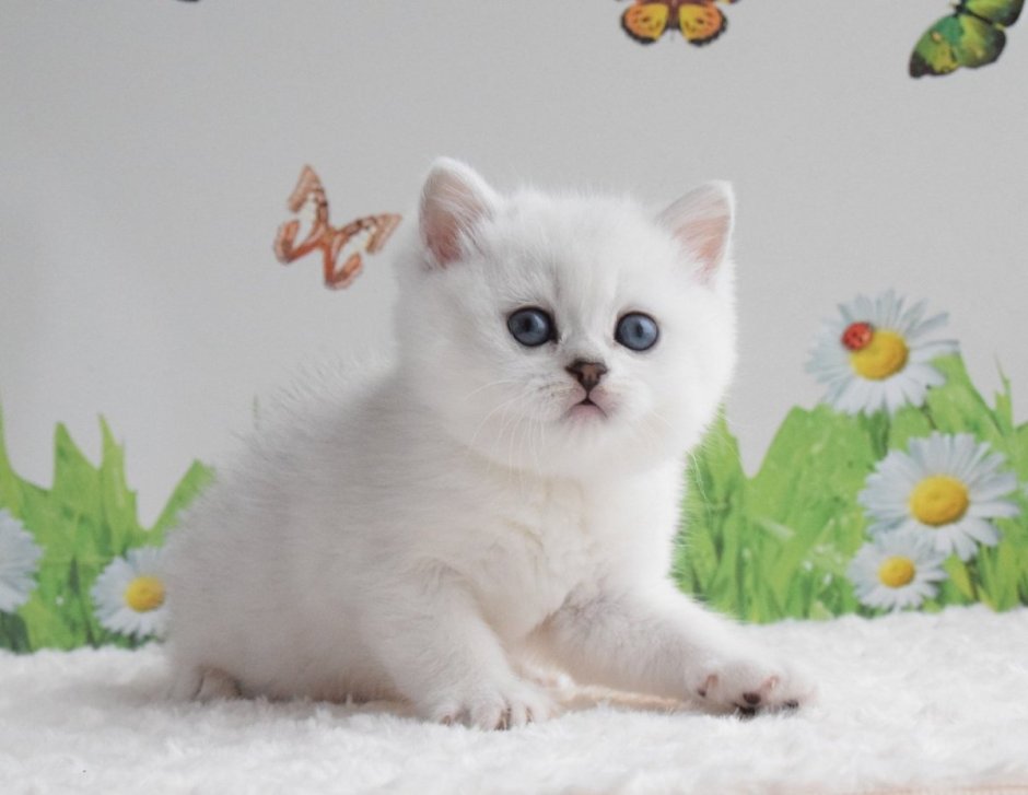Британская кошка белая