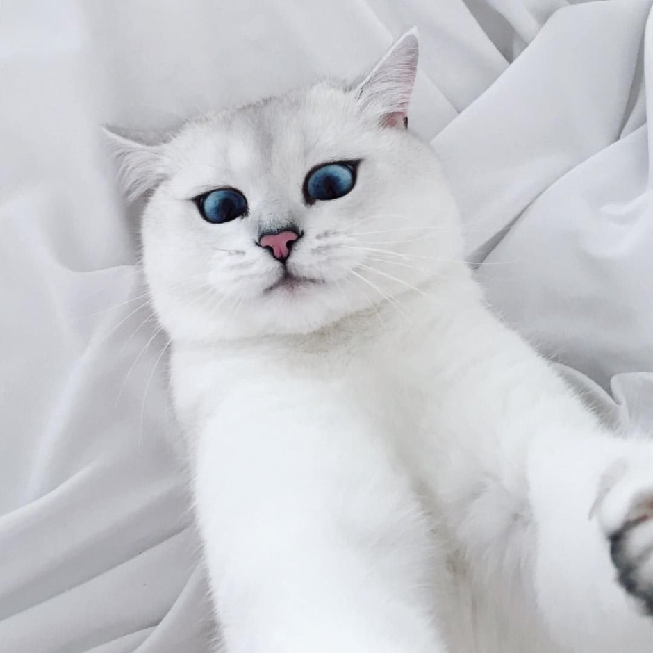 Британская шиншилла Коби