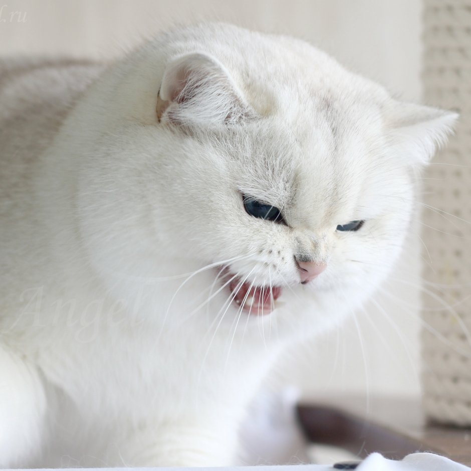 Британец серебристая шиншилла пушистая