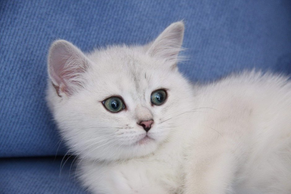 Британские короткошерстные котята белые