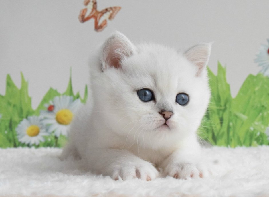 Британские котята белые