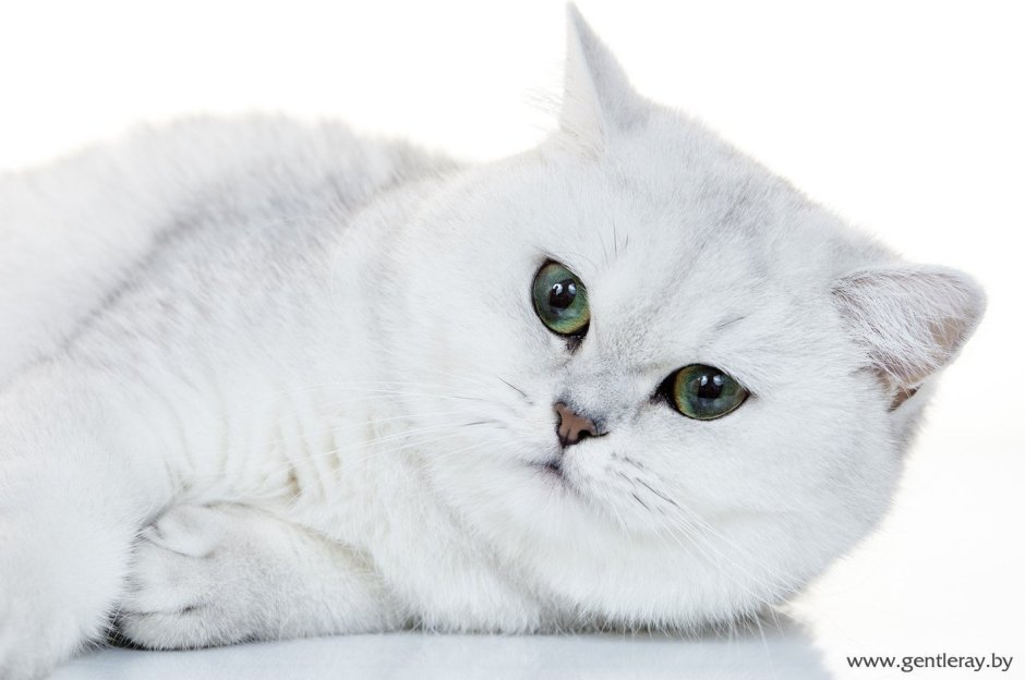 Британская кошка белая