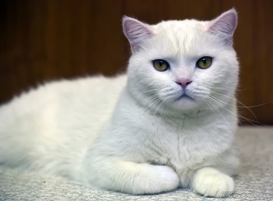 Британец белый арт