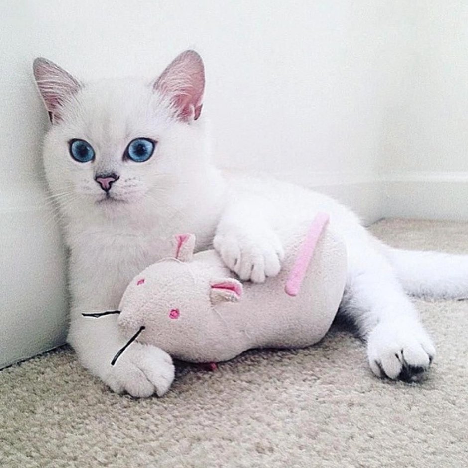 Белая кошка Коби