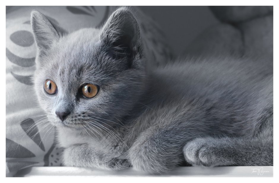 Пепельный британец