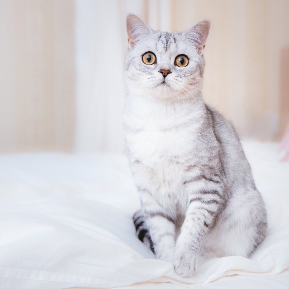 Шотландская короткошёрстная кошка прямоухая