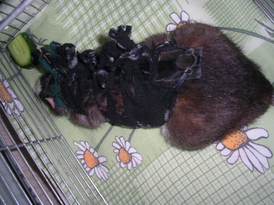 Крыса Masha little Fox