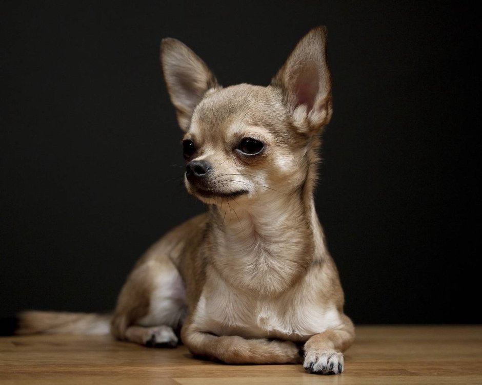 Карликовый чихуахуа