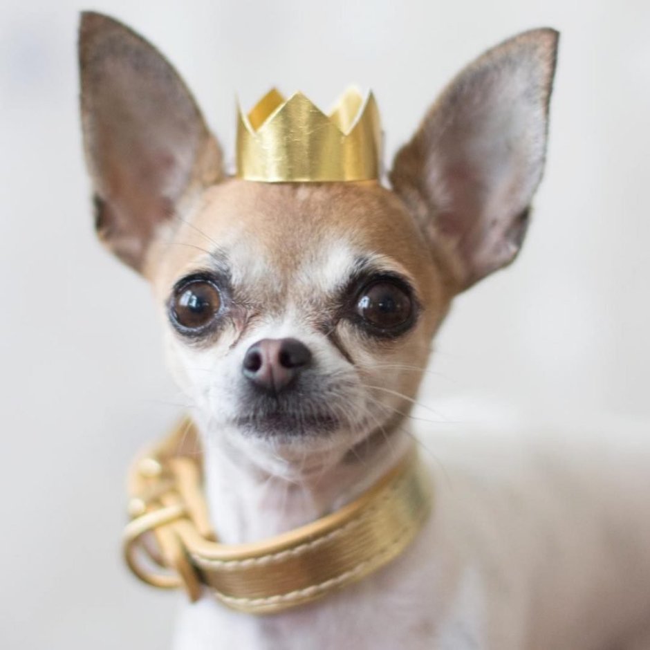 Чихуахуа бесшерстная