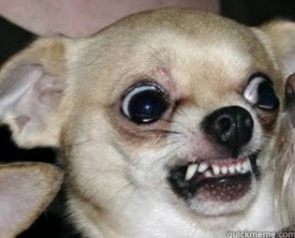 Чихуахуа Хуа злая